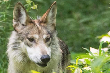 wolf